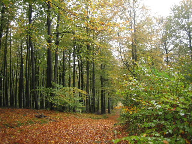 Herbstwald im Regen!